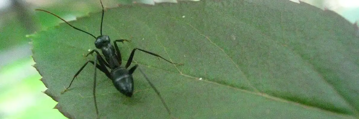 An ant on a leaf
